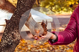 Squirrel eats from woman hand in the park. Close up of feeding a squirrel with nuts. Caring for wild animals in autumn concept