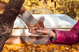 Squirrel eats from woman hand in the park. Close up of feeding a squirrel with nuts