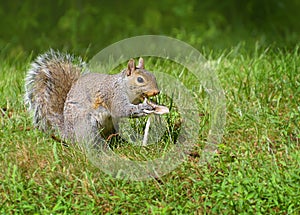 Squirrel eatting a wild mushroom