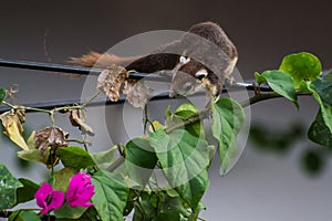 Squirrel on Electricity wire