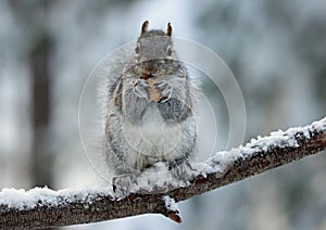 Squirrel Enjoying a Nut