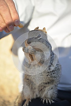 Squirrel enjoying nuts