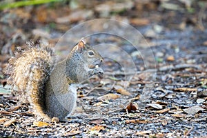 A squirrel enjoys a morning snack