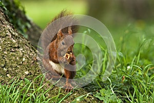 Squirrel eting a walnut