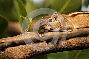 Squirrel eye and mustach from the Nature and Searchings for food