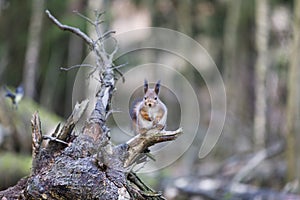 Squirrel on a fallen tree stump