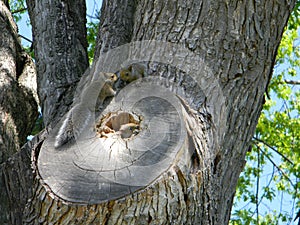 Squirrel Family Spring 2019 Siblings Home