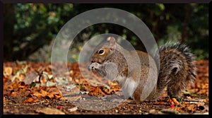 A squirrel feasts on the many berries at the end of Autumn before the Winter famine.