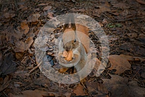 Squirrel feeding. Fluffy ginger animal eats nuts in the park