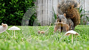 Squirrel Feeding on Fresh Mushrooms
