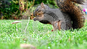 Squirrel Feeding on Fresh Mushrooms