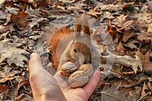 Squirrel feeding. Funny ginger animal eats nuts from hand in the park