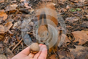Squirrel feeding. Funny ginger animal eats nuts from hand in the park