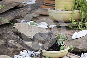 Squirrel feeding on garden plants