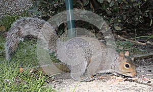Squirrel feeding on the ground photo