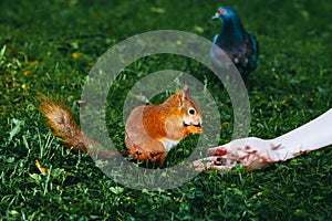 Squirrel feeding with nuts from a hand on the grass