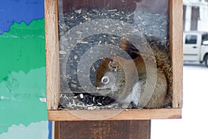 Squirrel feeding seeds in a bird feeder, Orangeville, Dufferin C photo