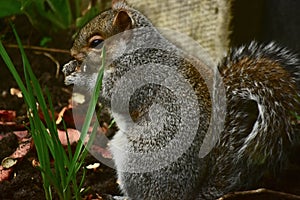 A squirrel feeing on the ground