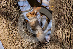 squirrel feels the imminent arrival of spring