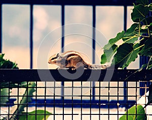 Squirrel on a Fence