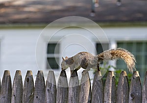 Squirrel on fence