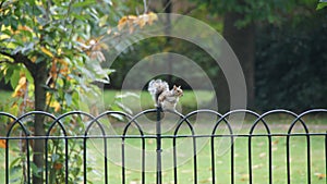 Squirrel on fench in Greenwich park near London