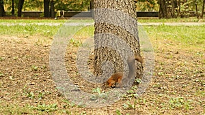 Squirrel finds the Food in the Park