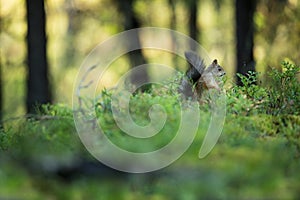 Squirrel from Finland. Finnish nature.Beautiful Scandinavian nature.