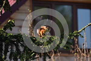 Squirrel on a fir tree and house window in thw spring village