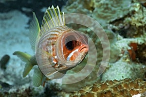 Squirrel Fish