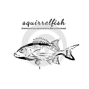 Squirrel fish vector. Holocentrus ascensionis. Beryciformes hand drawn