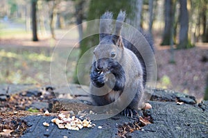 Squirrel with fluffy black fur eating nuts