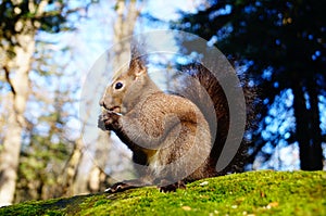 Squirrel with fluffy black fur eating nuts