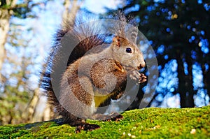Squirrel with fluffy black fur eating nuts