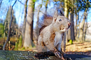 Squirrel with fluffy black fur eating nuts