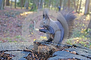 Squirrel with fluffy black fur eating nuts