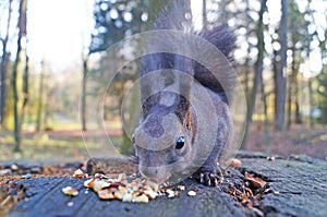 Squirrel with fluffy black fur eating nuts