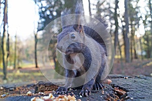 Squirrel with fluffy black fur eating nuts