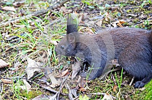 Squirrel with fluffy black fur eating nuts