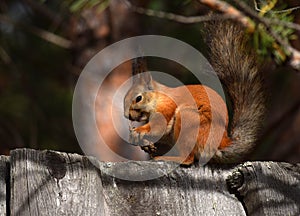 Squirrel eating pine cone on the fence in the garden