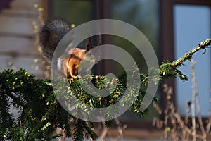 Squirrel with fluffy ears and fluffy tail sitting on fir tree and window on the house in the garden