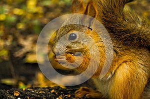 Squirrel