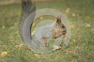 A squirrel with a fluffy tail nibbles nut. Wild nature, gray squirrel in the autumn forest. Squirrel eats close-up. Zoology,