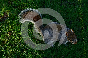 Squirrel foraging in a backyard