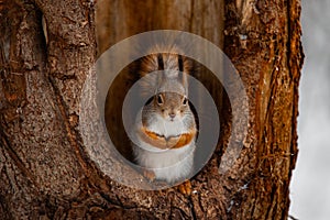 Squirrel in the forest