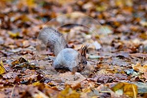 Squirrel in the forest