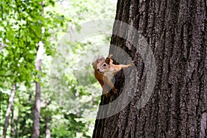 Squirrel in the forest