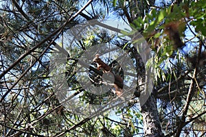 Squirrel in the forest on a branch of a pine tree