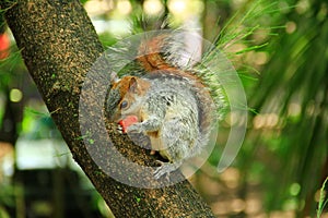 A squirrel in the forest of Chapultepec