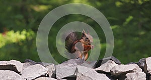 Squirrel in the forest eating nuts, sunny summer day, 4k